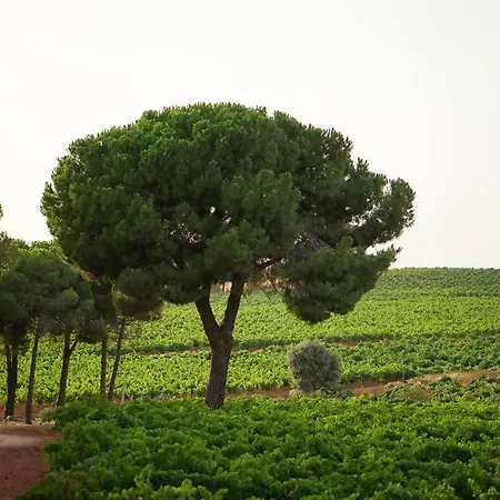 En Bodega La De Vitis